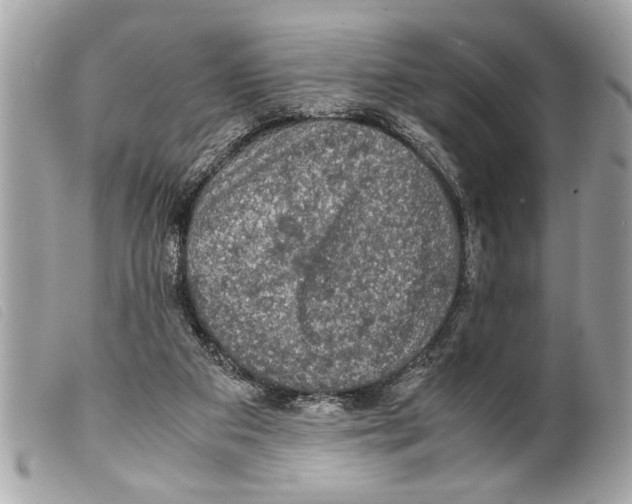 X0000099290113200805301120