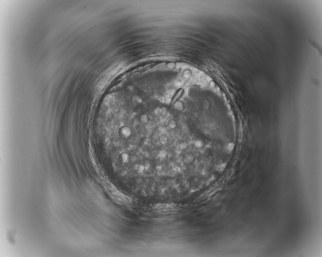 X0000099290145200805301119