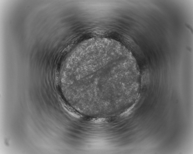 X0000099290186200805301120