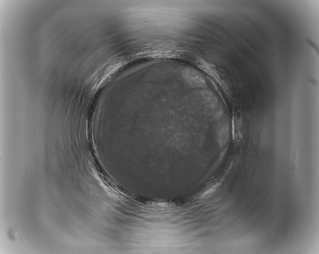 X0000099290205200805301119