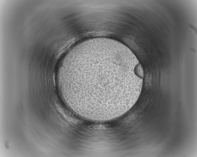 X0000099290254200805301118