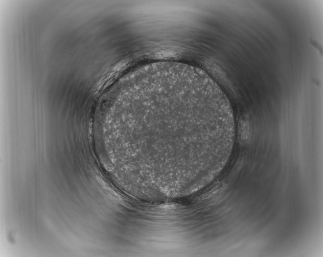 X0000099290260200805301118