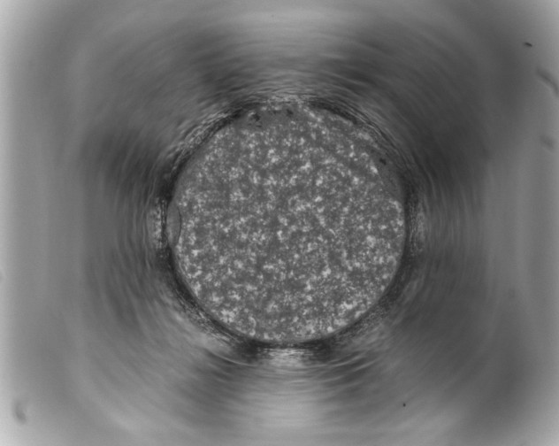 X0000099290268200805301118