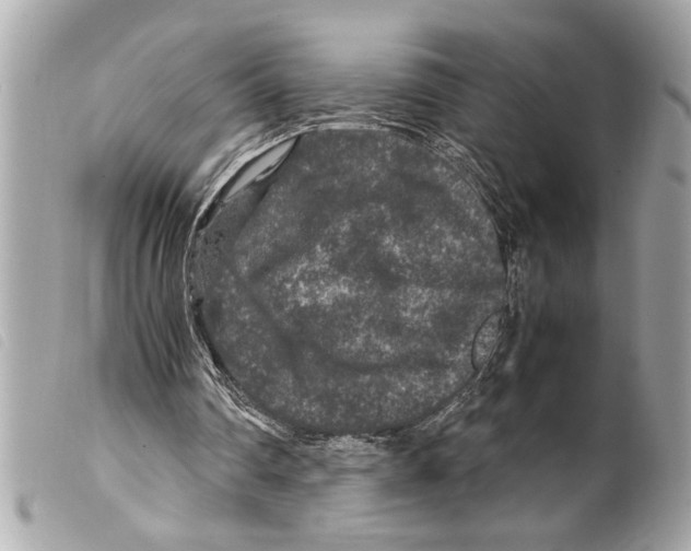 X0000099290290200805301118
