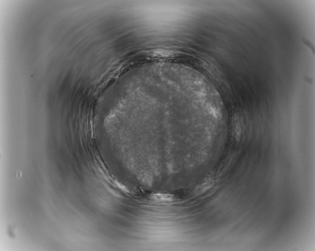 X0000099290328200805301117