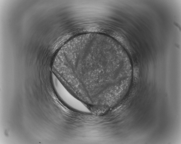 X0000099290397200805301116