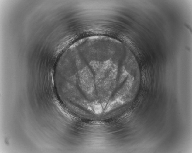 X0000099290398200805301116