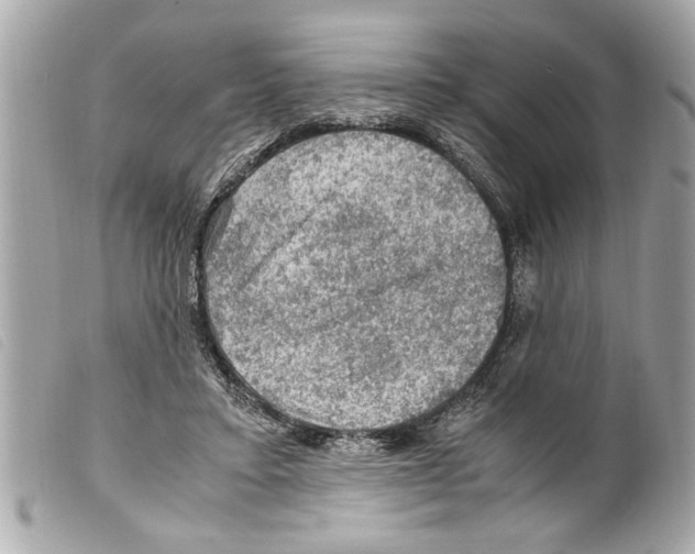 X0000099290403200805301116