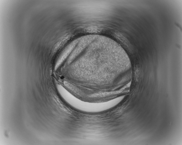 X0000099290407200805301116