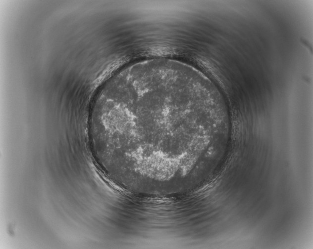 X0000099290443200805301115