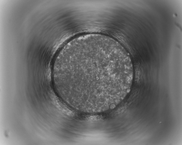 X0000099290584200805301114
