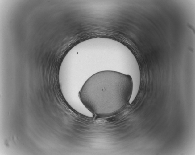 X0000099290621200805301113