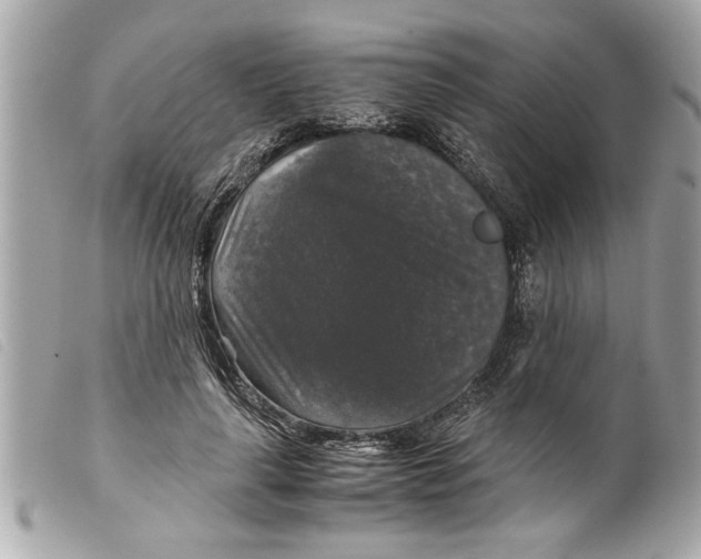 X0000099290643200805301113