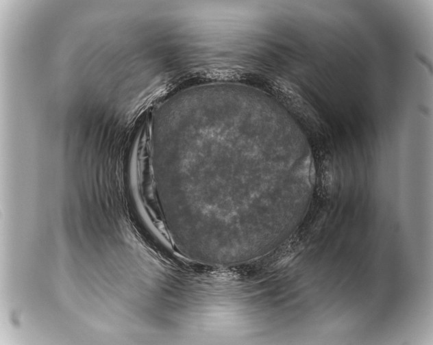 X0000099290696200805301112