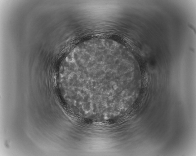 X0000099290703200805301112