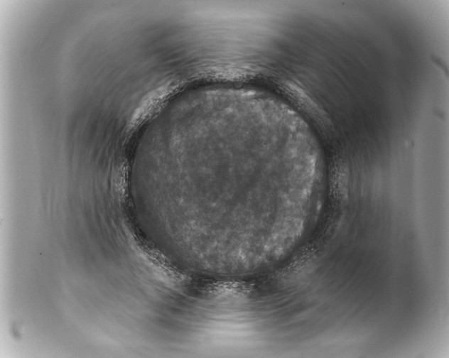 X0000099290736200805301111