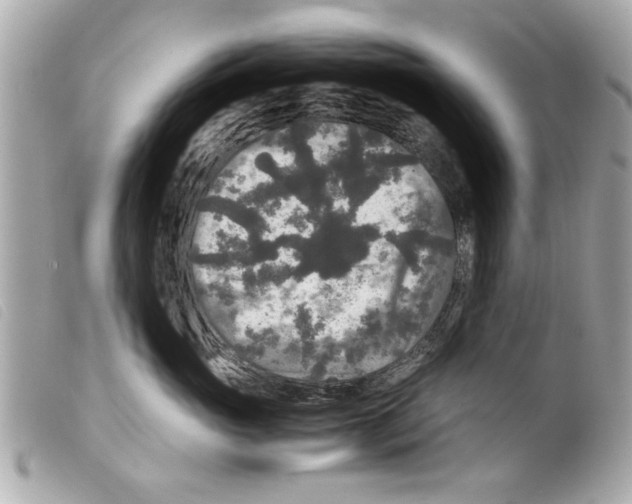 X0000099290765200805301111