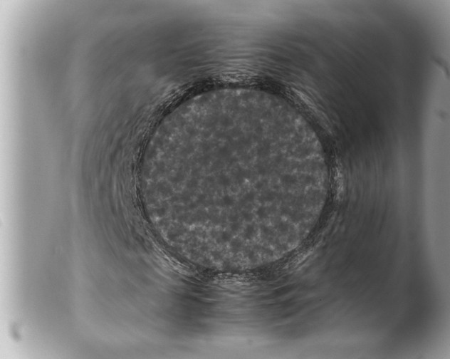 X0000099290817200805301109