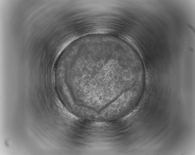 X0000099290835200805301110
