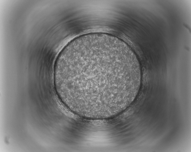 X0000099290836200805301110