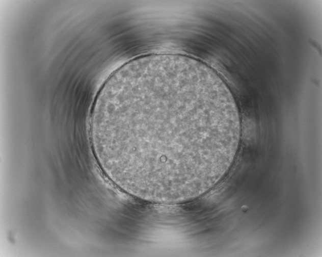X0000099290856200805301110