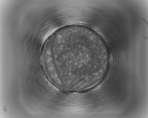 X0000099290877200805301109