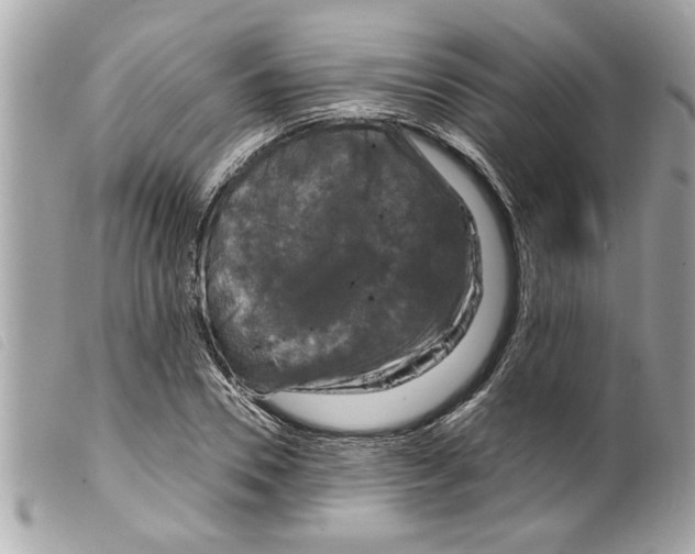X0000099290930200805301108