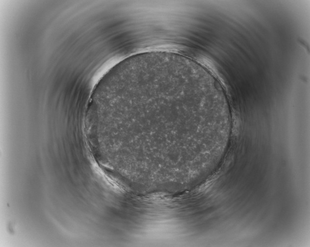 X0000099290952200805301109