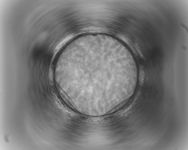 X0000099291074200805301106