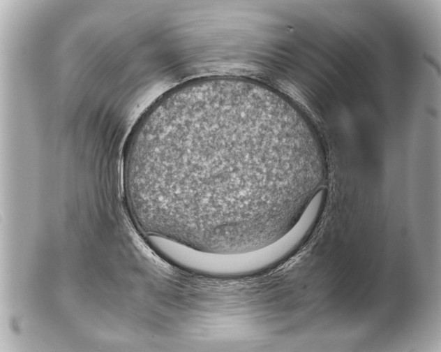 X0000099291079200805301106