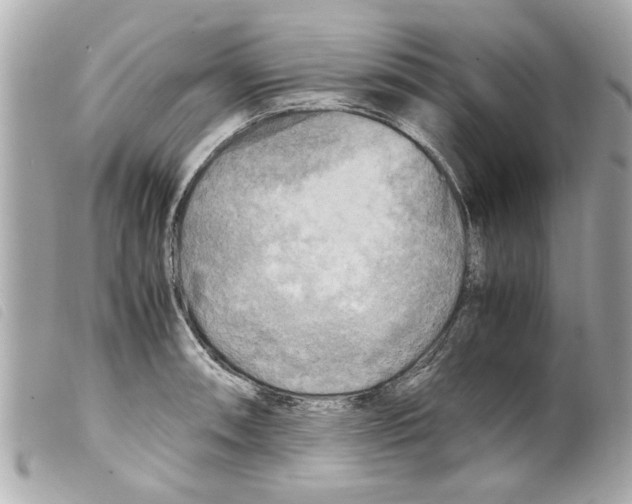 X0000099291090200805301106