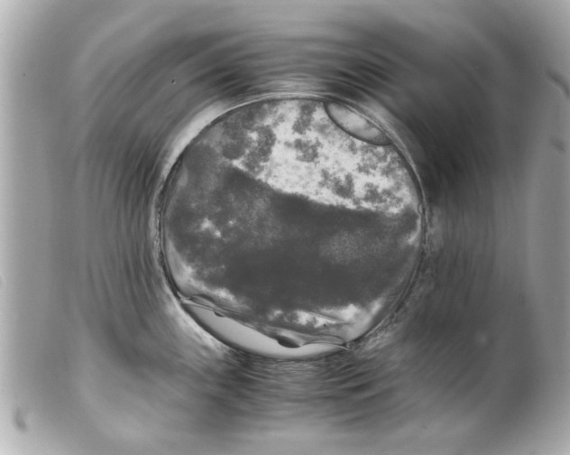 X0000099291243200805301105