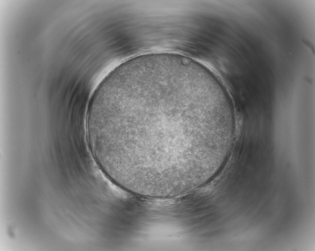 X0000099291294200805301103