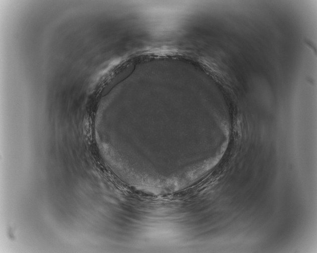 X0000099291398200805301101