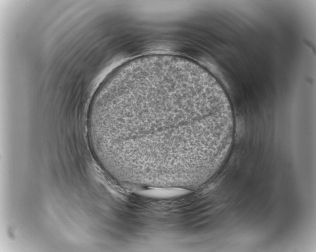 X0000099291435200805301102