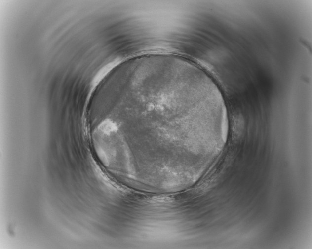 X0000099291466200805301101