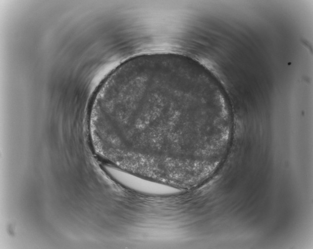 X0000099291469200805301101