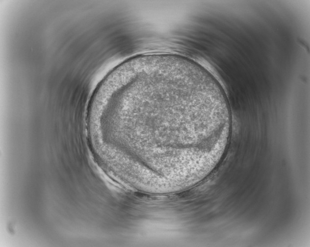 X0000099291485200805301101