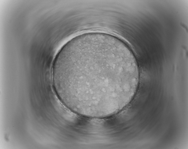 X0000099291514200805301101