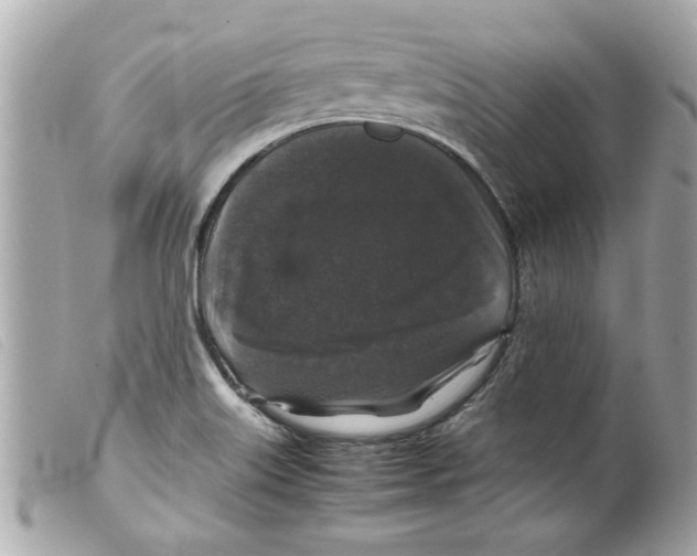 X0000099291515200805301101