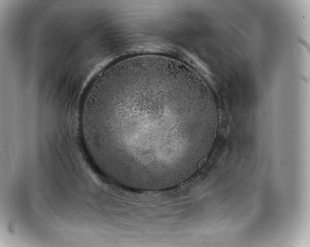 X0000099300012200805021241