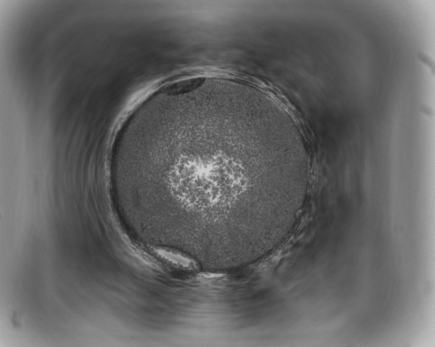 X0000099300055200805021240