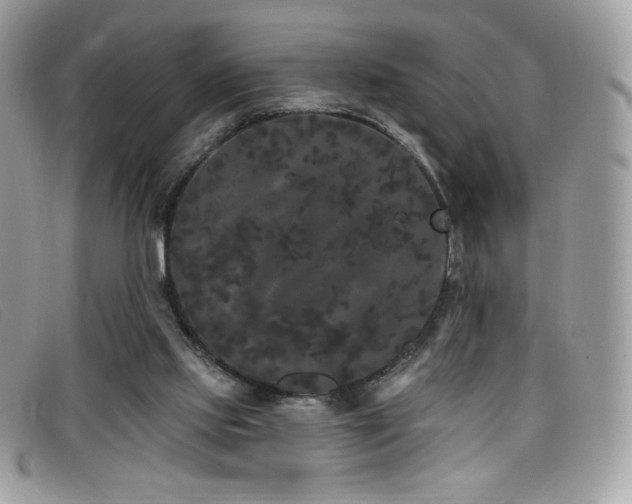 X0000099300061200805021240