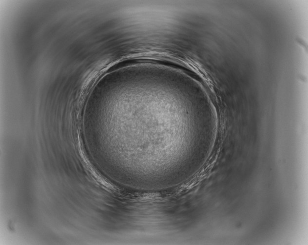 X0000099300097200805021239