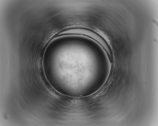 X0000099300105200805021239