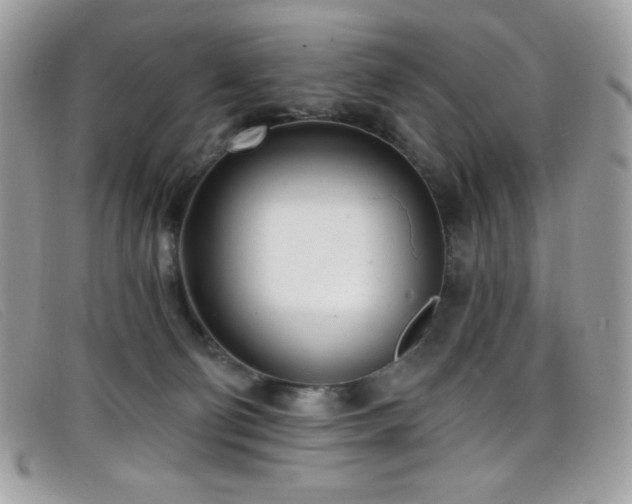 X0000099300130200805021239