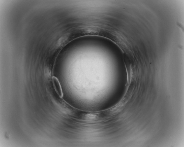 X0000099300176200805021239