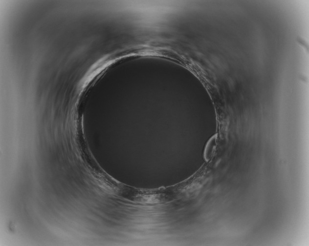 X0000099300295200805021237