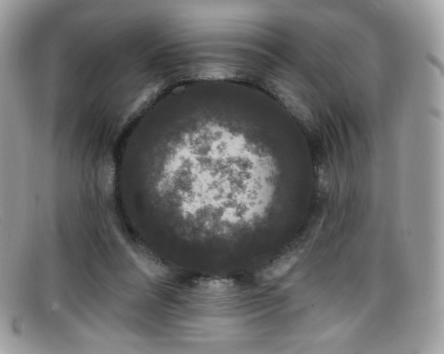 X0000099300304200805021237