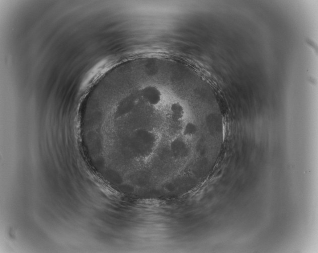 X0000099300339200805021236